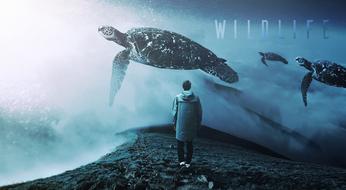 Wildlife Man illustration