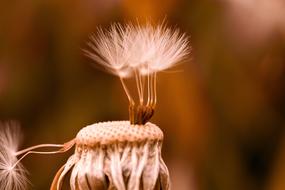 Dandelion Flower Nature Pointed