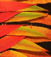 Leaves Nature Autumn