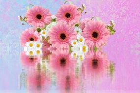 Gerbera Schnittblume Pink