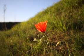 Poppy Nature Grass