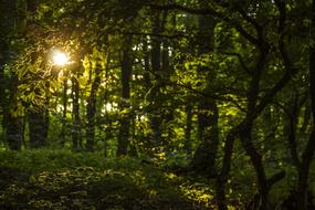 trees beautiful in the sunlight