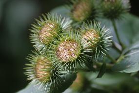 Burdock Close Up Nature