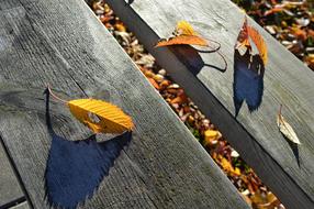 Autumn Leaf Fall