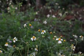White Blossom Romantic