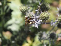 Wasp on Flower Thistle