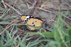 Butterfly Papilionidae Insect