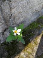 White Flower and Green Leaf