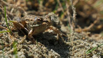 Nature Frog Sand