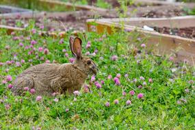 Rabbit Wildflowers Bloom