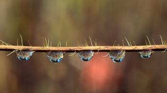 Drip Mirroring Water Drop Of
