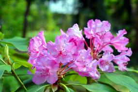 pink Azalea Rhododendron Flowers