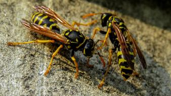 Wasp Macro Nature