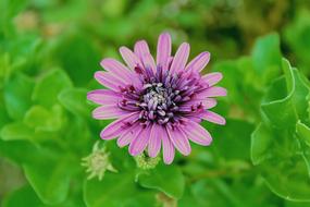 Purple Flower Close Up Shot