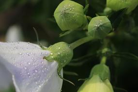 White Flower Flora Nature