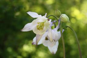 Columbine Spring Garden