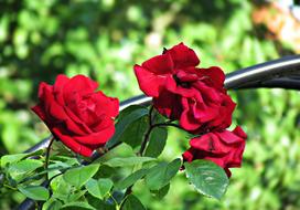 Flowers Roses Leaving