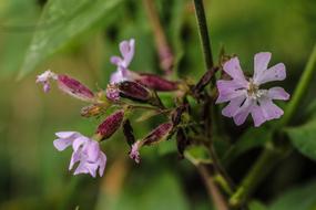 Flower Wildflower Nature