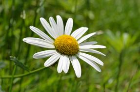 Leucanthemum Marguerite Margaréta