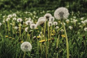 Dandelion Meadow Spring Common