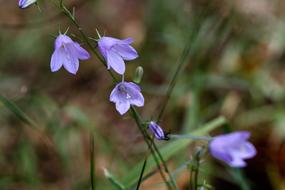 Bluebell Wildflowers Flowers