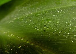 Dew Leaf Morning Drop Of