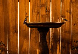 birds sitting on the fountain