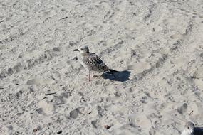 Sand Beach Summer