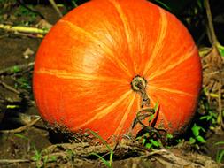 Pumpkin Field Nature