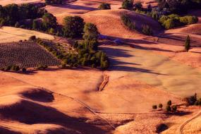 grape fields top view