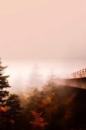 Bridge in Forest in morning