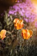 Tulips Flowers Orange