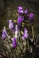 Hyacinth Grape-Hyacinth Spring