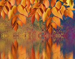 fall water plants