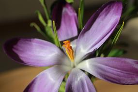 crocus ordinary flowering