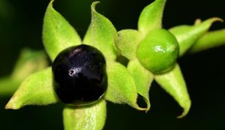 Belladonna Toxic Plant