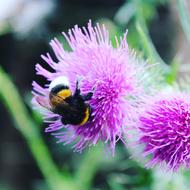bumblebee on a big purple flower