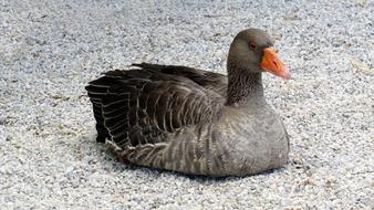 Goose Animal Bird on coast
