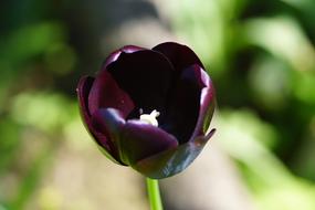 Tulip Dark Purple Isolated