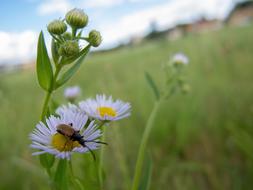 a beetle crawls on a flower
