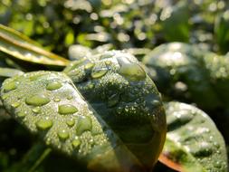 Foliage Water macro