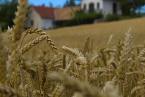 Wheat Background