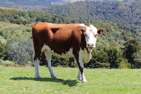 Cow Meadow Grass