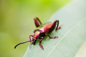 colored beetle on a leaf