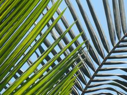 Palmas Leaves Palm Tree