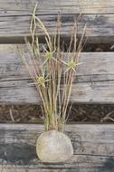 Rustic Wood Background