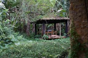 Culture History Maroon