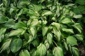 Flowers Botanical Garden