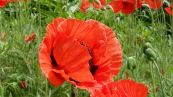 red poppies spring