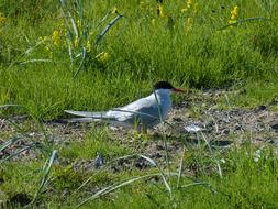 Iceland Snaefellness macro